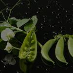 ART CULINAIRE-GASTRONOMIE-DROME-VALENCE-ROMANS-PATISSERIE-